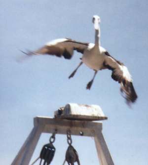 Pelican, Lakes Entrance