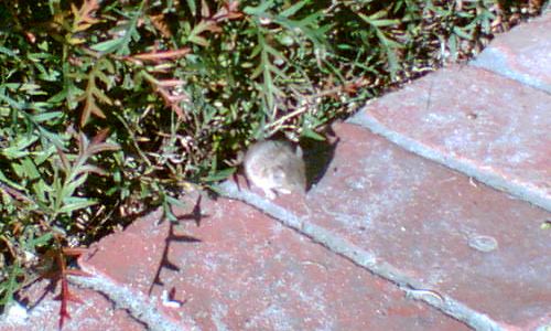 Mouse in the garden