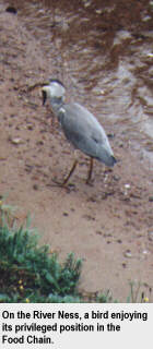 On the River Ness, a bird enjoying its privileged position in the Food Chain