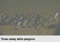 [Those cutesy wittle penguins]