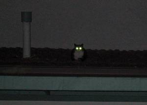 Cat on the roof