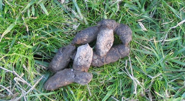 Poo