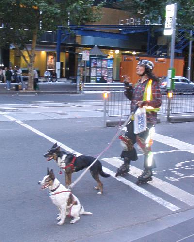 Man on rollerblades being pulled by dogs