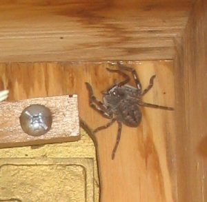 Spider in the mailbox
