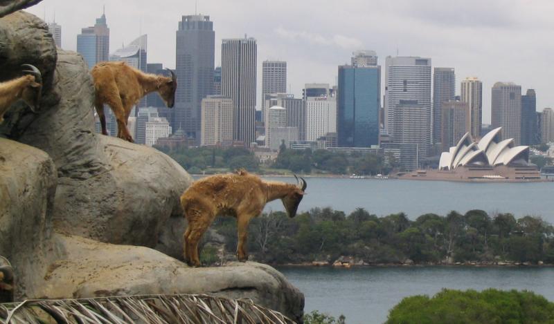 Mountain goats, Taronga Zoo